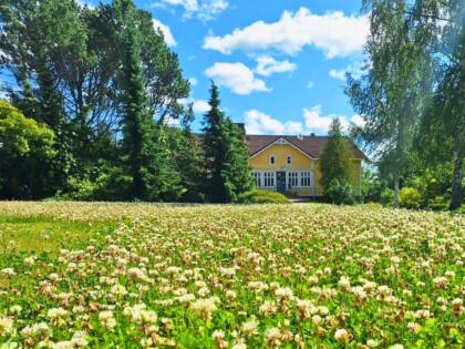 Auringonpaisteessa etualalla nurmikenttä, joka on täynnä valkoisia apilan kukkia ja taustalla keltainen pappilan puurakennus, puita ja sininen taivas sekä valkoisia pilviä.